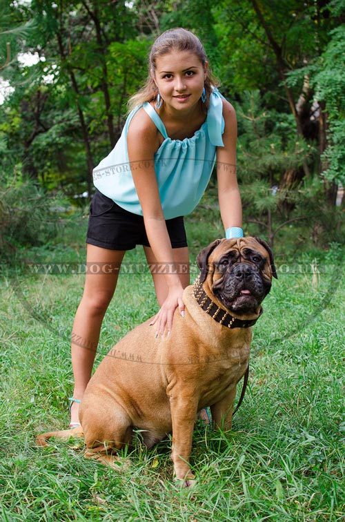 Bullmastiff Training with the Owner