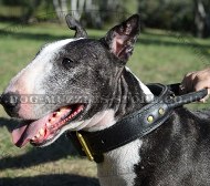 English Bull Terrier Leather Dog Collar with Handle Bestseller