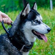 The Best Husky Training Collar: 2 Ply Leather Collar with Handle