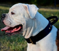 Muzzle for American Bulldog and English Bulldog – CollarDirect