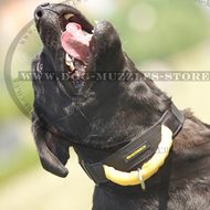 Labrador Dog Collar with Handle