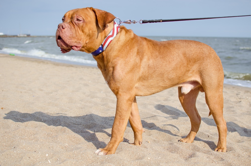 Leather dog collar