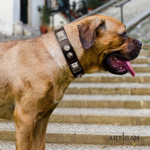 Cane Corso brown dog collar