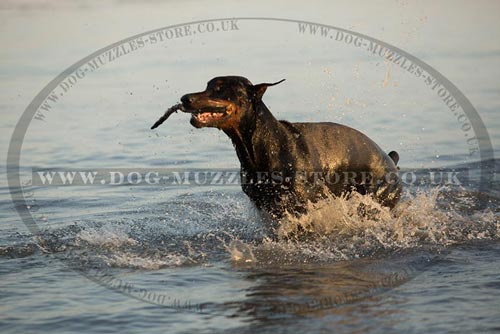 dog friendly beaches in Europe