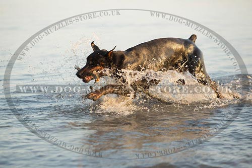 Doberman Dog Retrieve Training