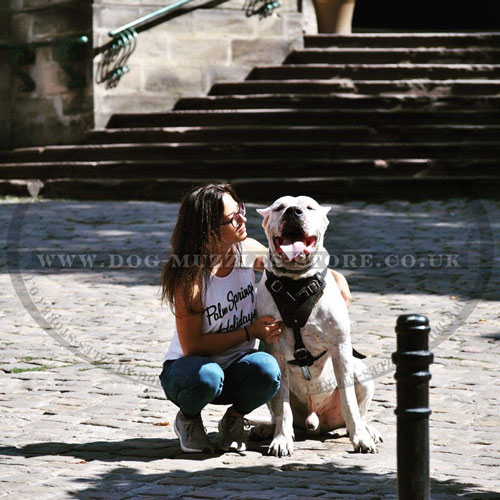 training dog harness for Dogo Argentino