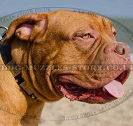 Dogue De Bordeaux Collar Plated Studded Design | Dog Collars UK