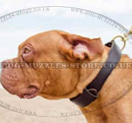 Dog De Bordeaux Collar 2 Ply Leather | Agitation Dog Collar UK