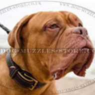 Dogue De Bordeaux Collar Soft Padded ❺❺❺