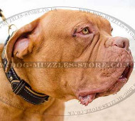 Dogue De Bordeaux Collar Royal Design with Soft Nappa Lining
