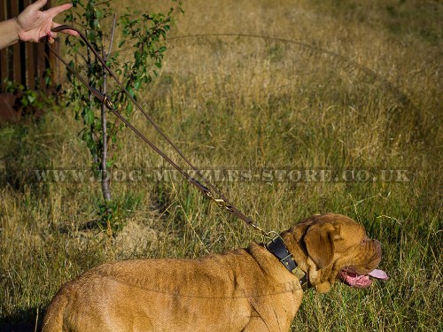 strong dog leash for Dogue de Bordeaux