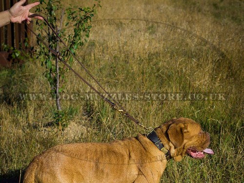 strong dog leash for Dogue de Bordeaux