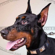 Elegant Dog Collar Studded Leather | Doberman Collars UK Best