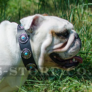 English Bulldog Collar with Blue Studs | Leather Dog Collar UK - Click Image to Close