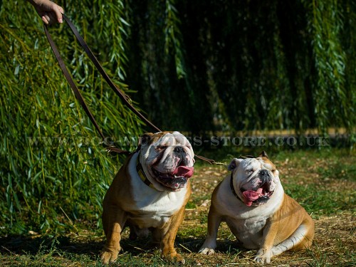 buy double coupler for English Bulldogs