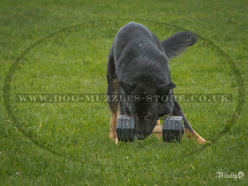 dumbbell for dogs training UK