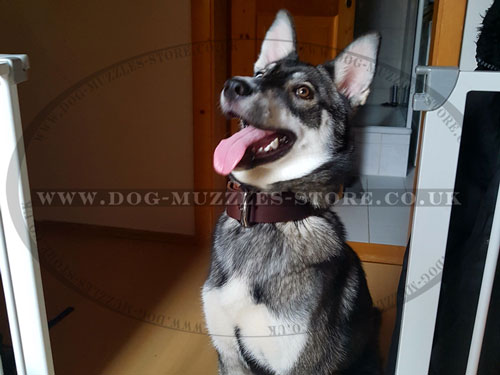buy leather dog collar for German Shepherd