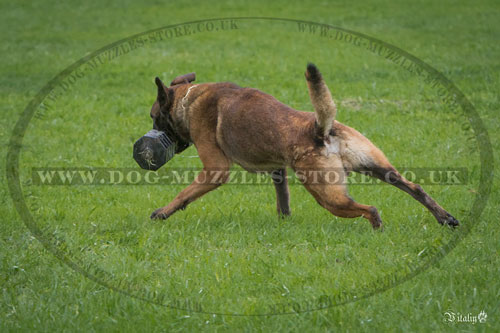 buy wooden dumbbell for dogs