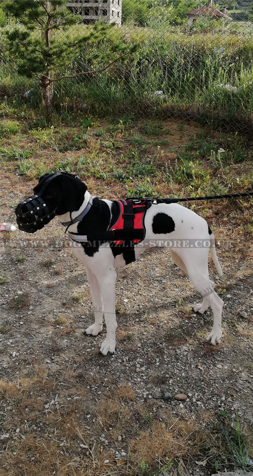 great dane muzzle for sale