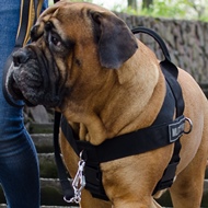 Bullmastiff Dog Harness to Prevent Pulling, Multitasking