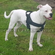 Best American Bulldog Harness to Prevent Pulling on a Leash