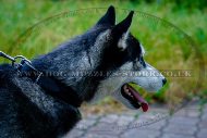 "Walk The Rounds" Classic Soft Padded Leather Collar For Husky