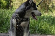Black Padded Dog Harness For Husky Puppy Daily Use