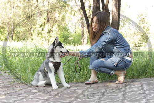 Husky Puppy