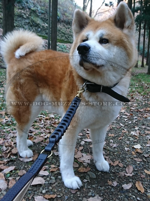 dog leather lead for Akita