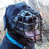 Labrador Basket Muzzle for Dog to Wear in Heat and Frost