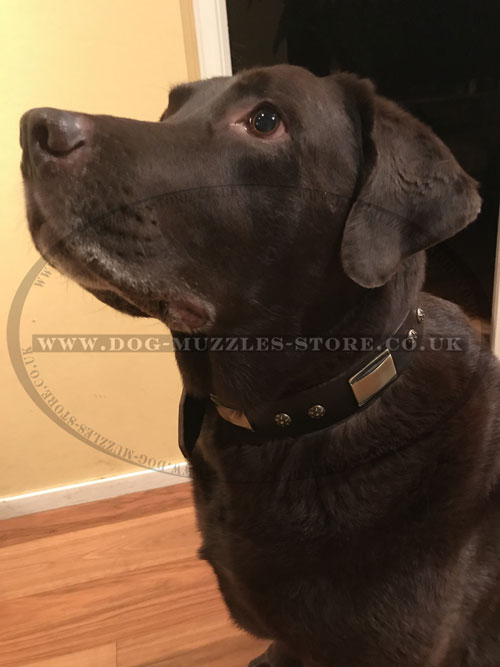 handmade dog collar Artisan buy online for Labrador