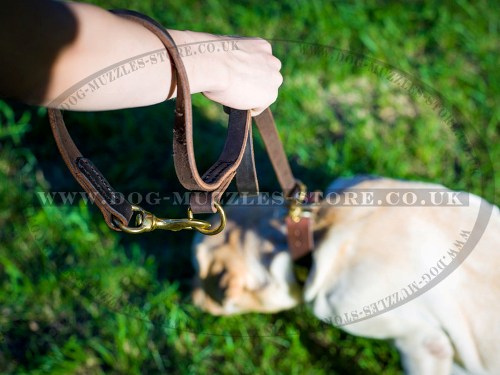 buy multifunctional dog lead for Labrador walking