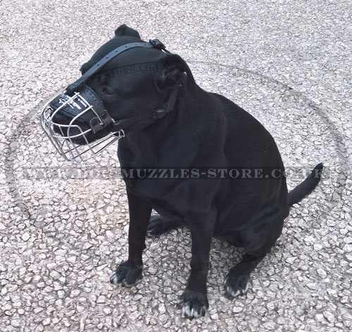 buy no bite muzzle for Labrador online UK