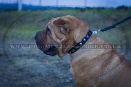 "Tetrahedron" Best Dog Collar For Shar Pei UK 1" (2.5 cm)