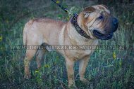 "Empire Of Beauty" Best Dog Collar For Shar Pei With Adornment