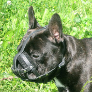 French Bulldog Muzzle UK Bestseller | Leather Dog Muzzle