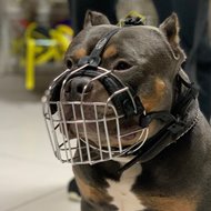 Metal Wire Dog Muzzle For XL Bully Size