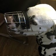 Bestseller Basket Dog Muzzle for Dalmatian that Allows Drinking