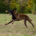 chasing malinois