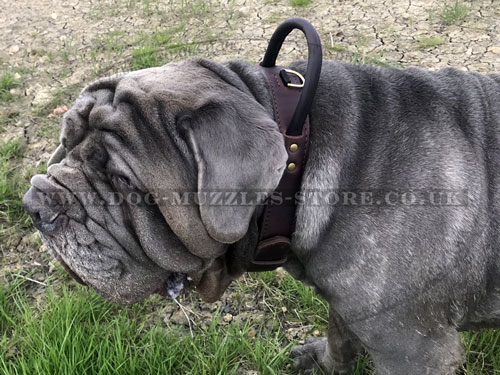  strong leather dog collar for Neopolitan Mastiff
