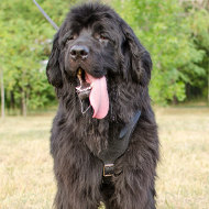 newfoundland dog breed