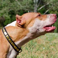 Pitbull Dog Collars UK | Elegant Dog Collar with Brass Plates - Click Image to Close