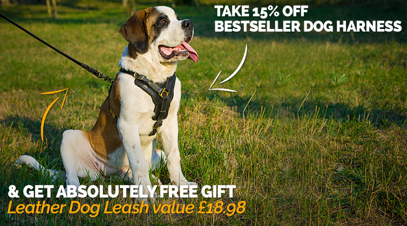 dog harness and leash uk