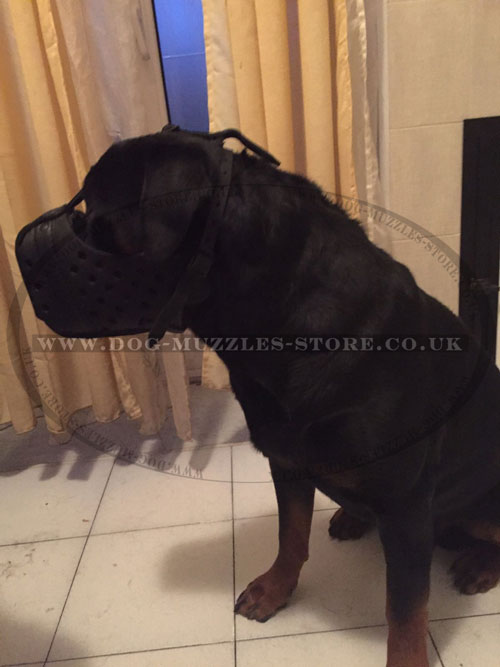 Rottweiler adjustable leather dog muzzle buy online UK