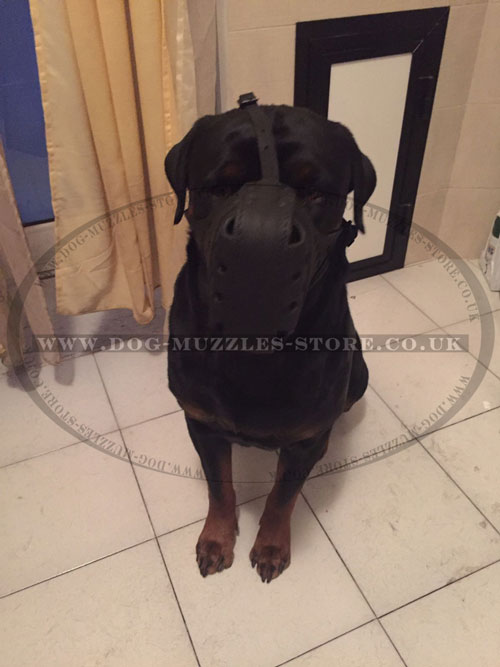 buy attack leather dog muzzle for Rottweiler UK
