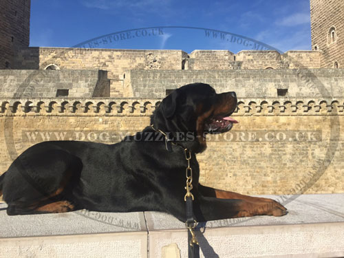 buy double leather dog lead for Rottweiler UK