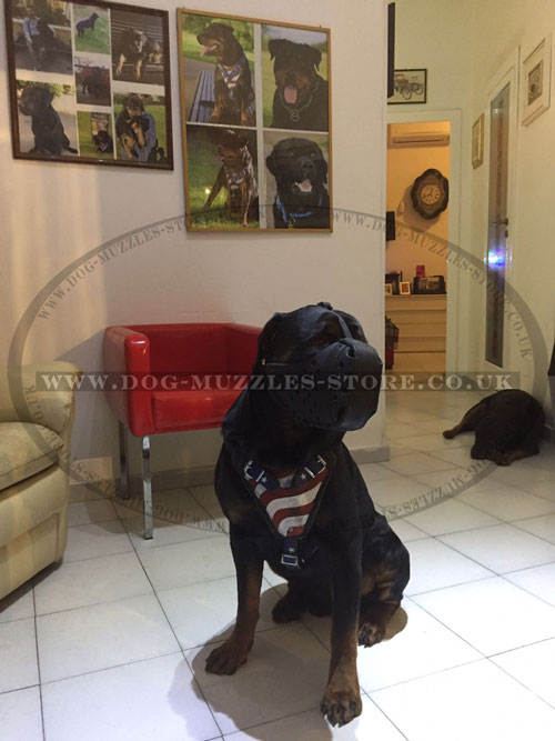 large leather dog muzzle for Rottweiler for sale