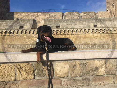 multifunctional hands free dog leash for Rottweiler UK