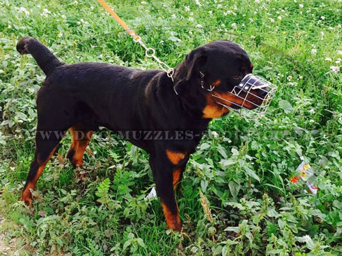 wire dog muzzle for Rottweiler