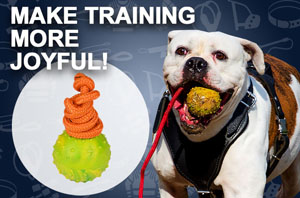 Best Dog Toy